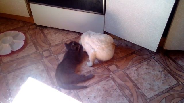 Котенок учиться жить в новом доме!