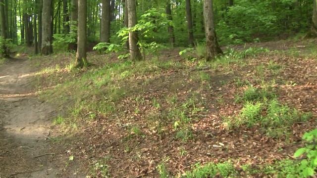 Как вырастить каштан. Мои каштаны.