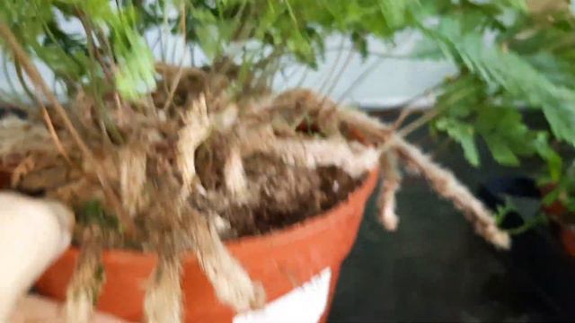 ОБЗОР ОРХИДЕЙ В МАГАЗИНАХ "РОСТОК"/15.05.23/ смотреть онлайн