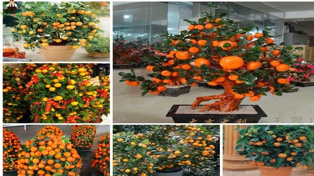 купить семена бонсай на алиэкспресс смотреть онлайн