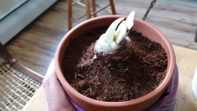 Growing amaryllis for beginners смотреть онлайн