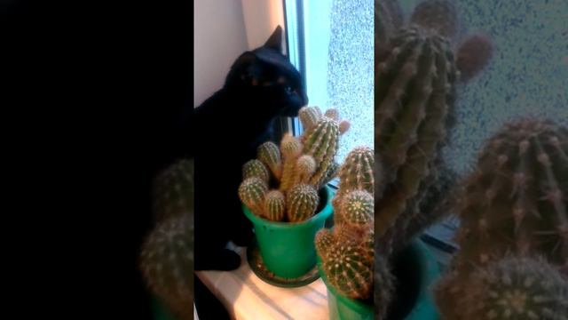 Кот-любитель кактусов.. смотреть онлайн