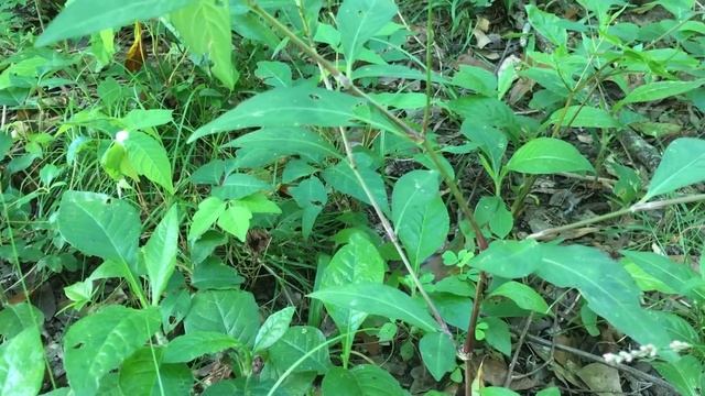 Meet Smartweed (and how to tell the difference between it and Commelina) смотреть онлайн