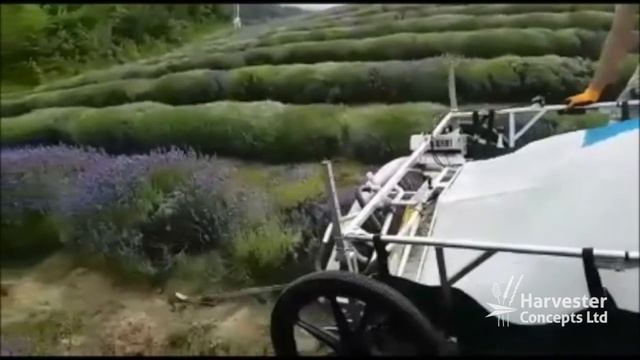 HT-Tom harvesting lavender (video 3 of 3) смотреть онлайн