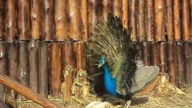 Брачные игры ПАВЛИНОВ на Ачигварском озере в Адлере! смотреть онлайн