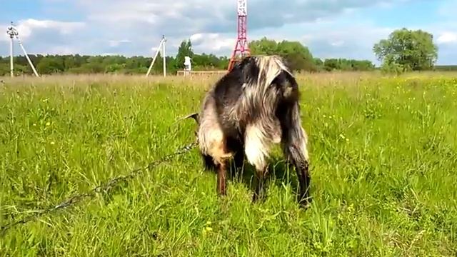 Козел Ламанча смотреть онлайн