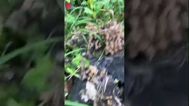 Собираем опята.Самый вкусный гриб. смотреть онлайн