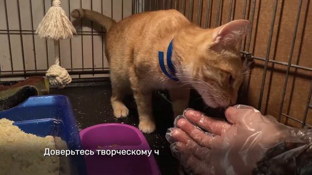 ДАВИНЧИ смотреть онлайн