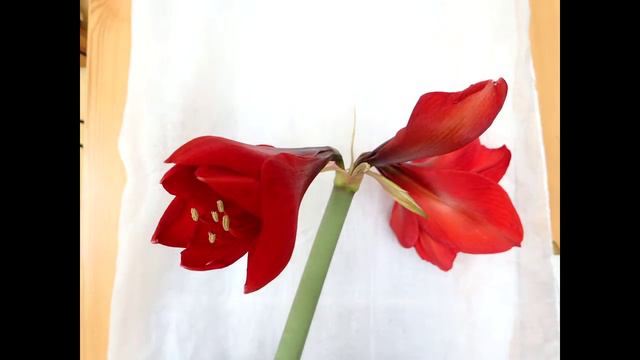 Amaryllis virág Time lapse 2. смотреть онлайн