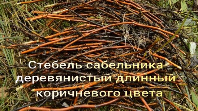 Сабельник болотный, полезные свойства. смотреть онлайн