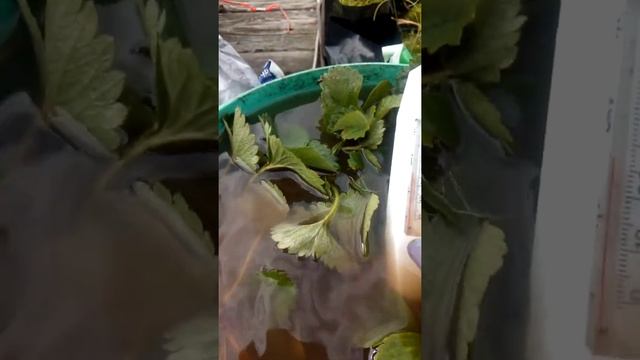 Как подготовить саженцы клубники к посадке? В чем замочить? Избавляемся от болезней и вредителей! смотреть онлайн