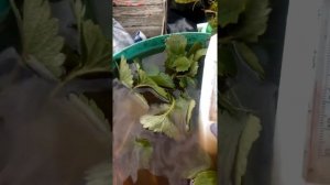 Как подготовить саженцы клубники к посадке? В чем замочить? Избавляемся от болезней и вредителей!