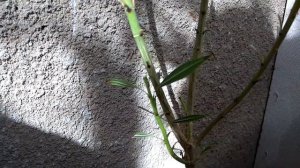 Олеандр,спасаем-засыхают листья