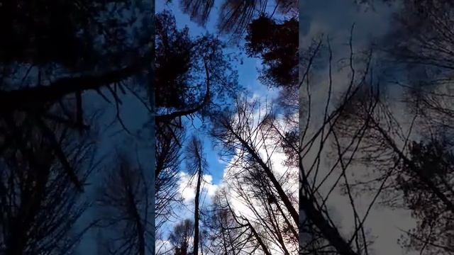 Чак и белка. Перестал ругать за пушнину, кобель находит куниц и белок каждый день... смотреть онлайн