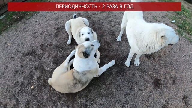 ПЕРВАЯ ТЕЧКА у АЛАБАЯ || АЛАБАЙ ТЕЧКА смотреть онлайн