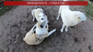 ПЕРВАЯ ТЕЧКА у АЛАБАЯ || АЛАБАЙ ТЕЧКА