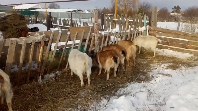 Берём маленьких козлят смотреть онлайн