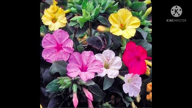 mirabilis jalapa ( four o' clock flowers) compilation смотреть онлайн