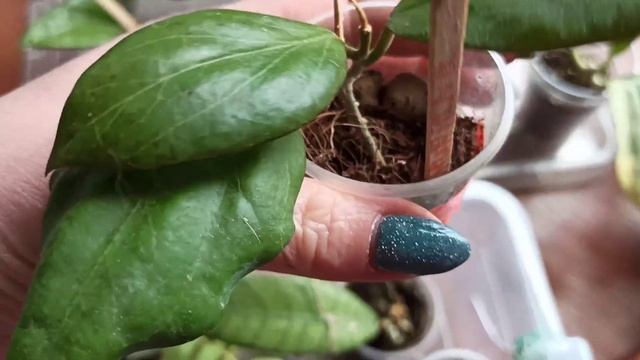 А Грей хост оказывается растёт ??? смотреть онлайн