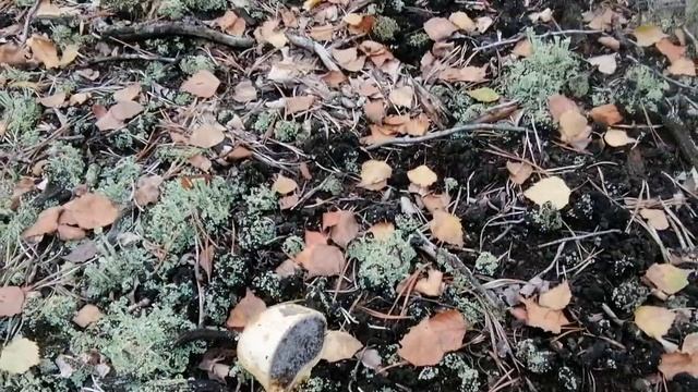 Не известные грибы смотреть онлайн