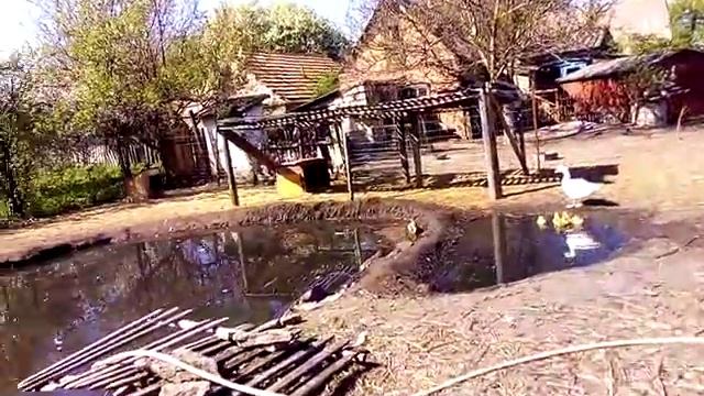 А у нас пополнение. Датский легарт. смотреть онлайн