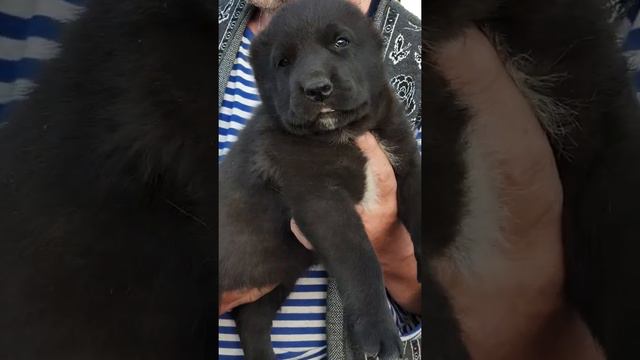 Щенки алабая среднеазиатской овчарки из питомника Аз марал +79278137957 ватсап вайбер смотреть онлайн