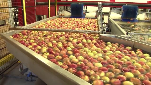 Линия для сортировки и калибровки яблок SORTER