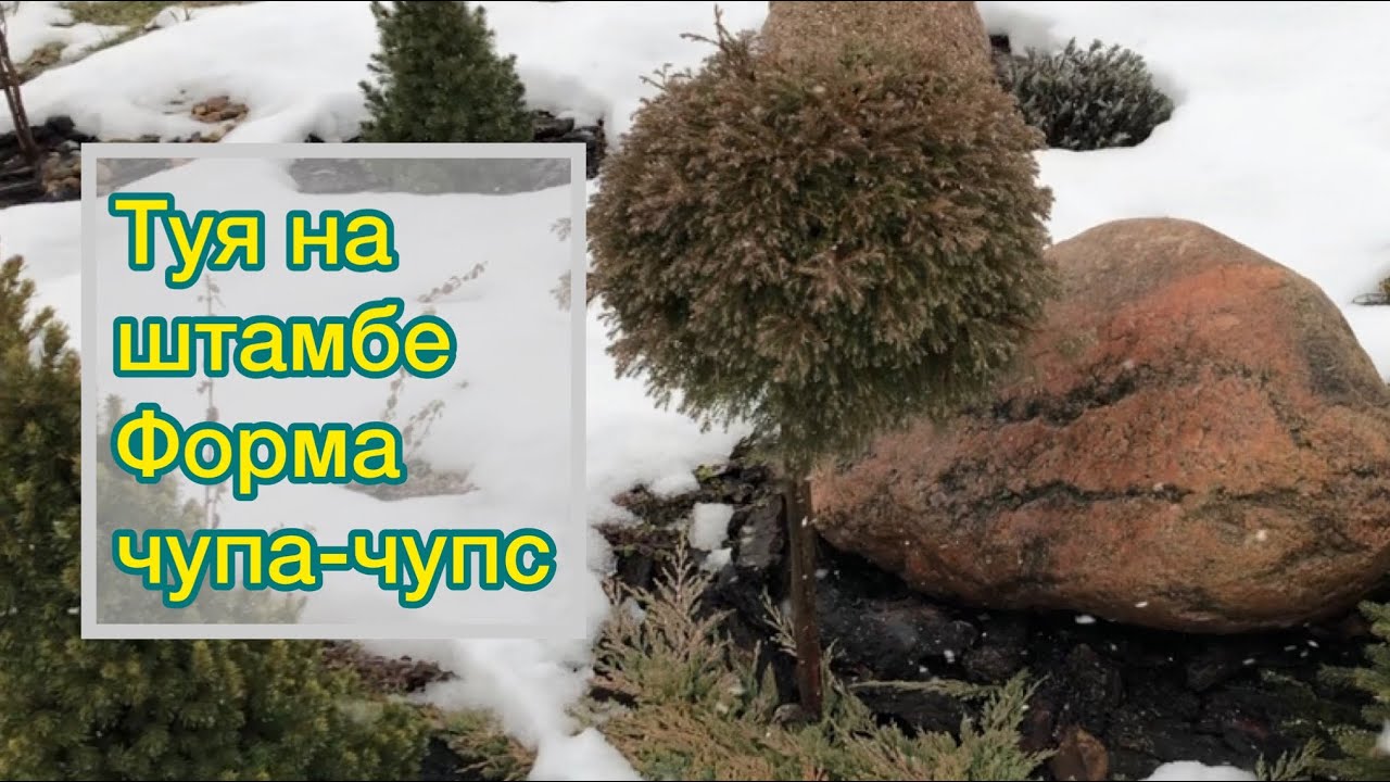 Разваливается ли туя на штамбе Эрикоидез зимой? Форма чупа чупс | Thúja occidentális Ericoides смотреть онлайн