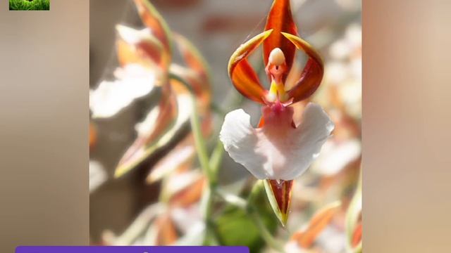 Самые необычные орхидеи в мире смотреть онлайн