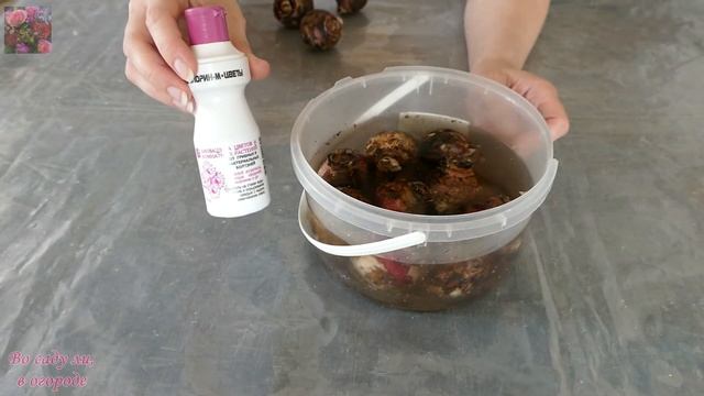 Правильное ХРАНЕНИЕ луковиц ГИАЦИНТОВ смотреть онлайн