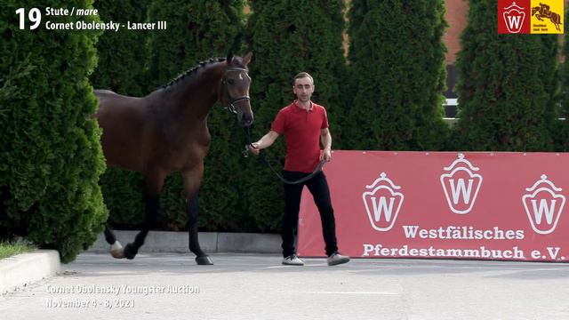 Youngster Auktion Lot 19 Celestine Stute v. Cornet Obolensky - Lancer III смотреть онлайн