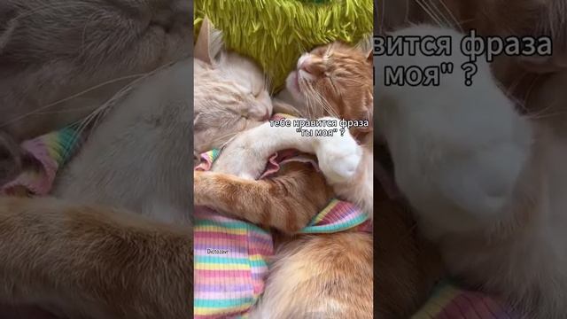 Обычный семейный вечер. смотреть онлайн