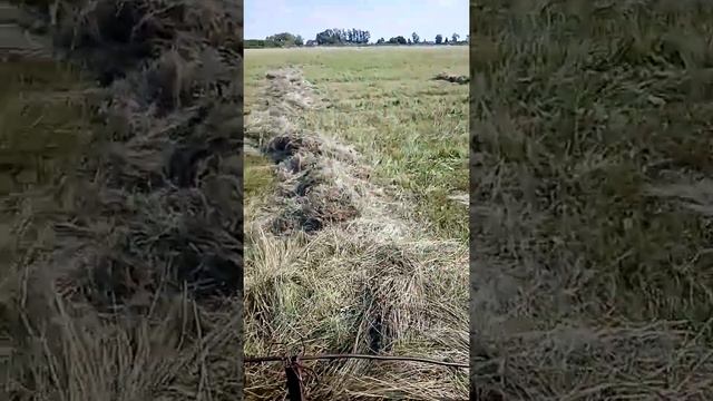 Т-25. с волокушей. 19 июля 2022 г. смотреть онлайн