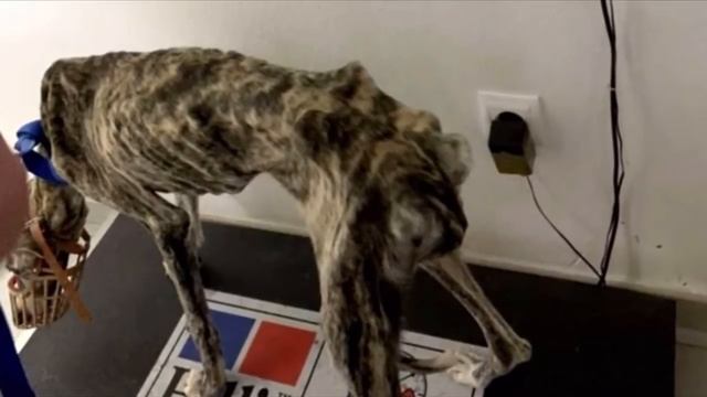 Худая собака выла от страха и отчаяния, лежа посреди пустынной улицы смотреть онлайн