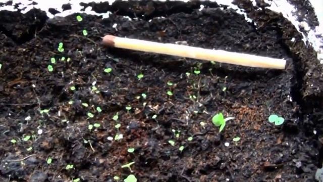 БЕГОНИЯ ИЗ СЕМЯН.ВСХОДЫ.#бегонии #бизнес_с_нуля