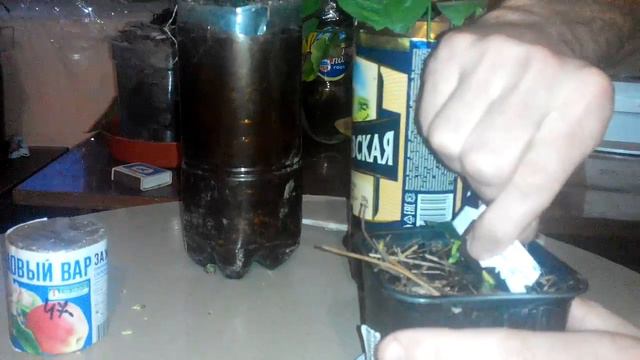 Прививка лимона смотреть онлайн