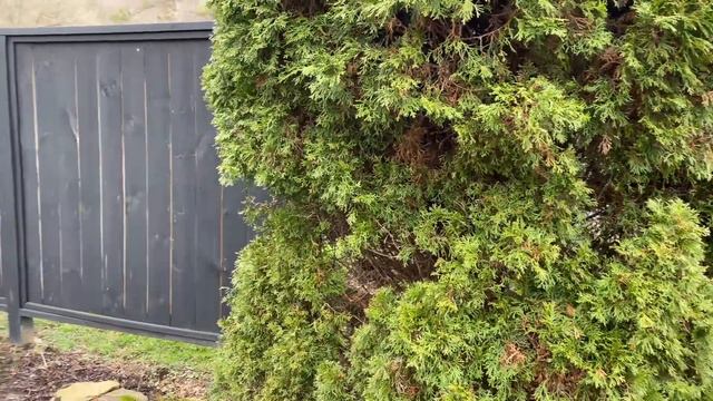 DEER RESISTIBLE OR DEER EDIBLE PLANT? смотреть онлайн