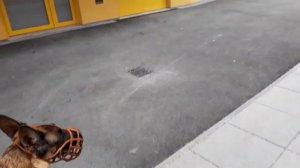 Немецкая овчарка в квартире