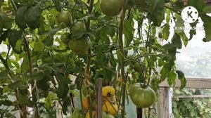 Сибирь. Помогите разобраться с томатом Адонис.Обзор и дегустация