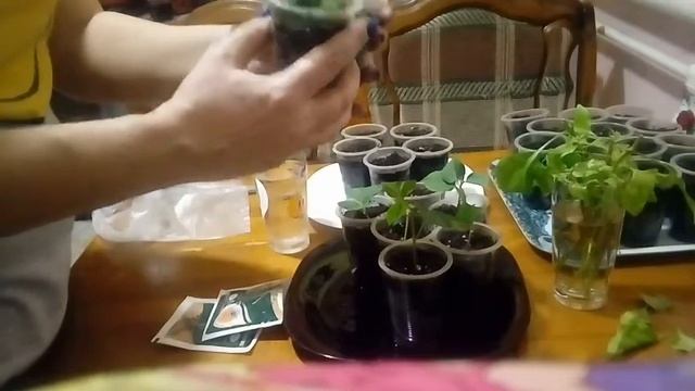 РАЗМНОЖЕНИЕ БУГЕНВИЛЛИИ