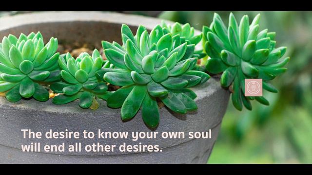Buddha Real Life Quotes | Buddha Whatsapp Status Quotes for Peace | Buddha Status Mind. смотреть онлайн