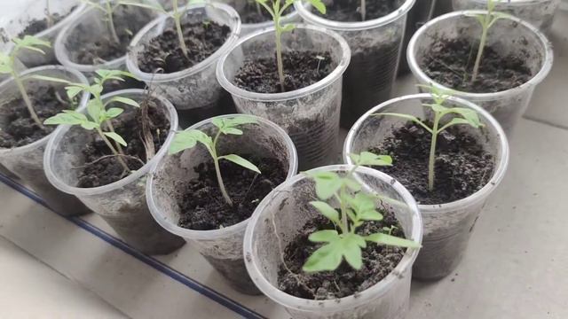Рассада томатов, пересадка в стаканчики