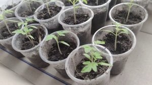 Рассада томатов, пересадка в стаканчики