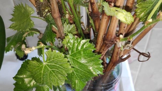 ??ОРХИДЕИ И ДРУГИЕ РАСТЕНИЯ ПОСЛЕ ИСПОЛЬЗОВАНИЯ НВ101?? смотреть онлайн