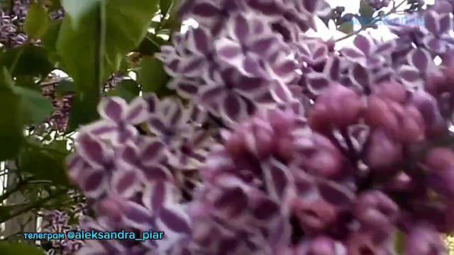 Ты один на земле смотреть онлайн