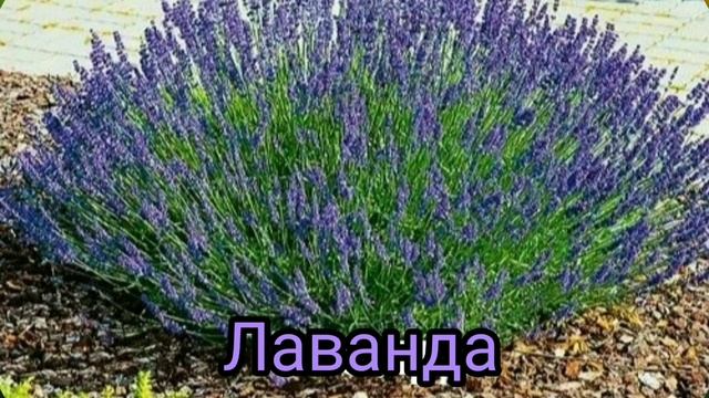 Растения, которые не любят тараканы смотреть онлайн