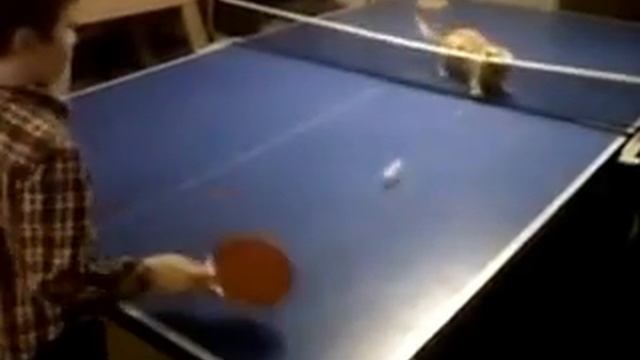 Amazing Ping Pong game. Baby vs cat смотреть онлайн