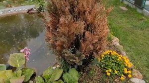 Спасаю кипарисовик.