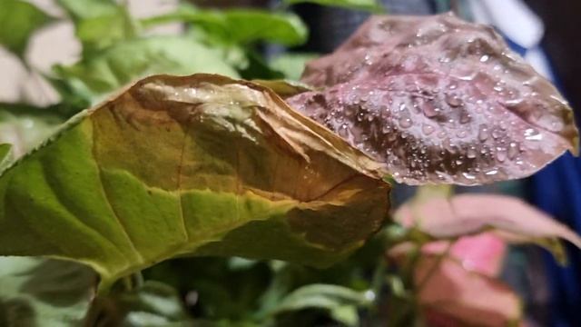 Рибав экстра для кого и для чего!!! смотреть онлайн