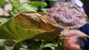 Рибав экстра для кого и для чего!!!